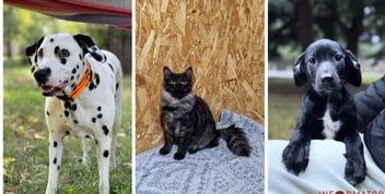 Кошенята, цуценята та домашні улюбленці чекають на своїх господарів у Дніпрі