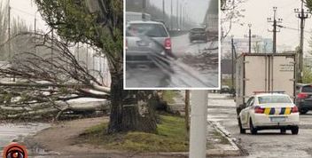 У Дніпрі на Донецькому шосе впала тополя: проїзд ускладнено