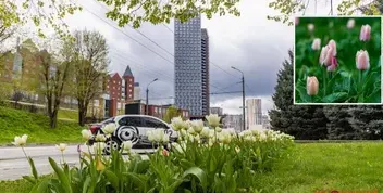 Весняне цвітіння тюльпанів у Дніпрі