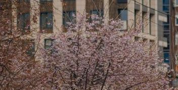 Весняні квіти Дніпра: сакури на Набережній Перемоги